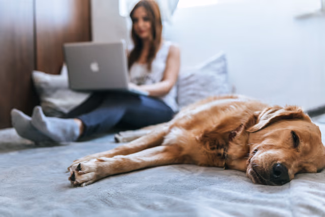Pet-friendly Haven: Free Wifi And Breakfast At Home2 Suites