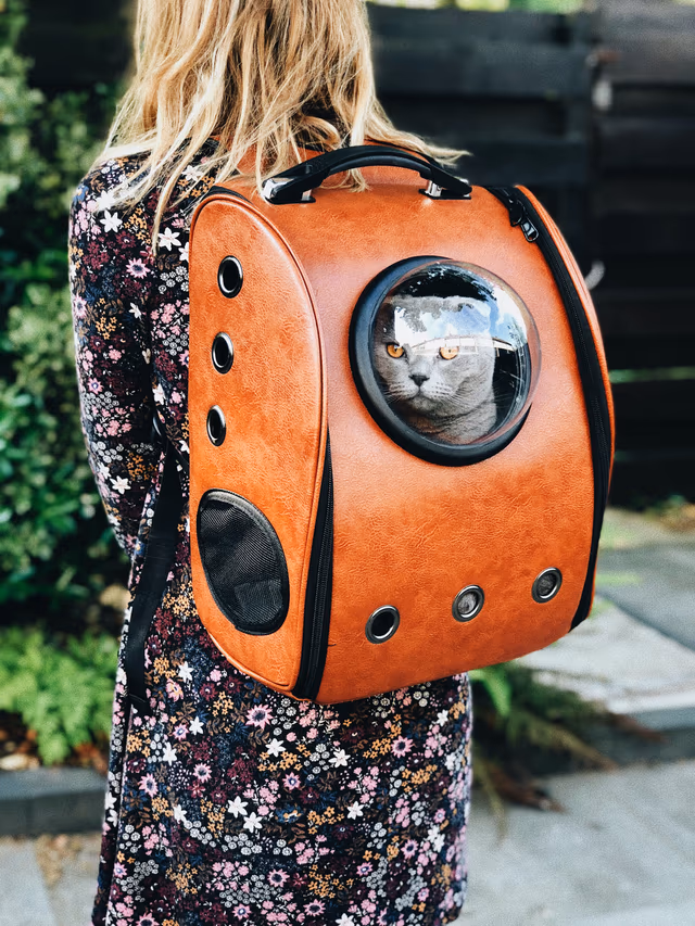 Flying Fido: America's Best Airlines For Pet Travel