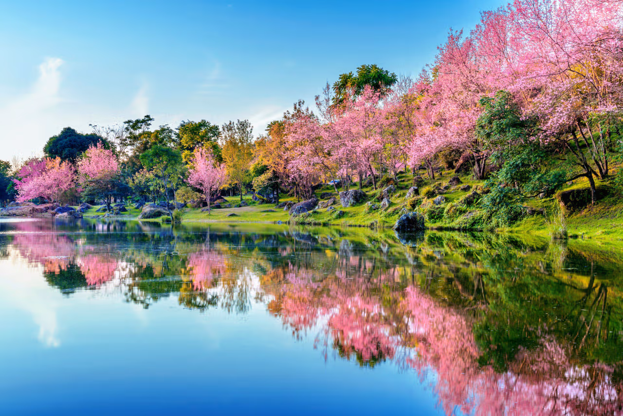 Tokyo Japan lake and cherry blossom trees