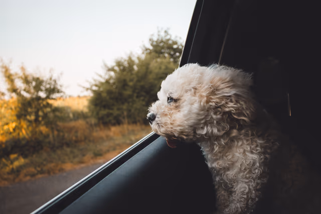 Pet-friendly Hertz Cars: Travel Comfort For You & Your Pet