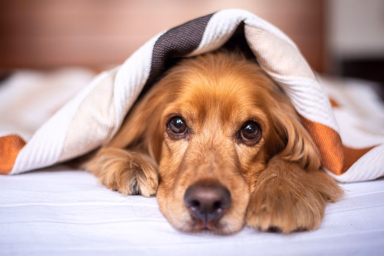 Pampered Pets: A Guide to Luxury Boarding and Daycare