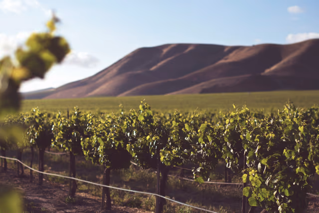 Unveiling the Gems: Top Wineries in Temecula Valley