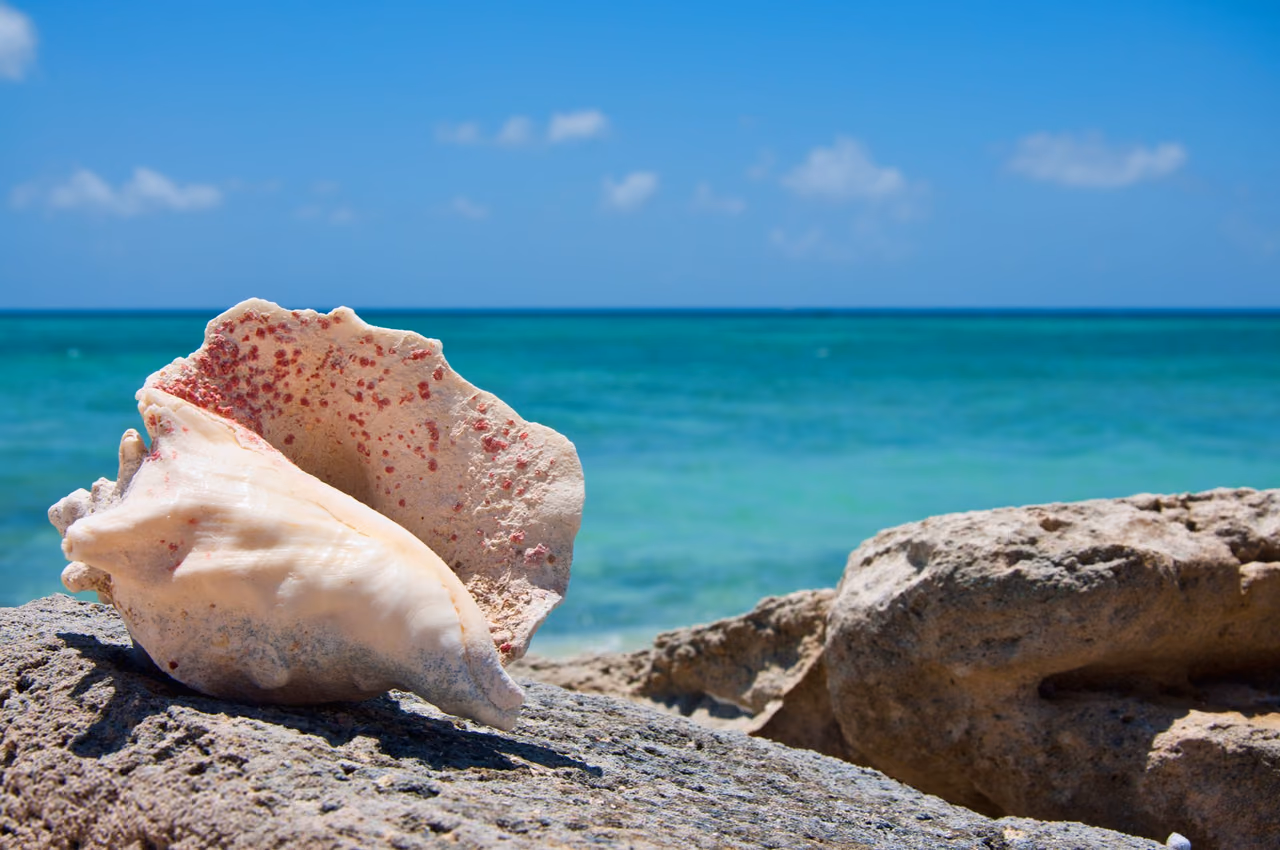 A pink and white conch shell resting on a rock beside turquoise water at Cockburn Town, Grand Turk, in the Turks and Caicos Islands