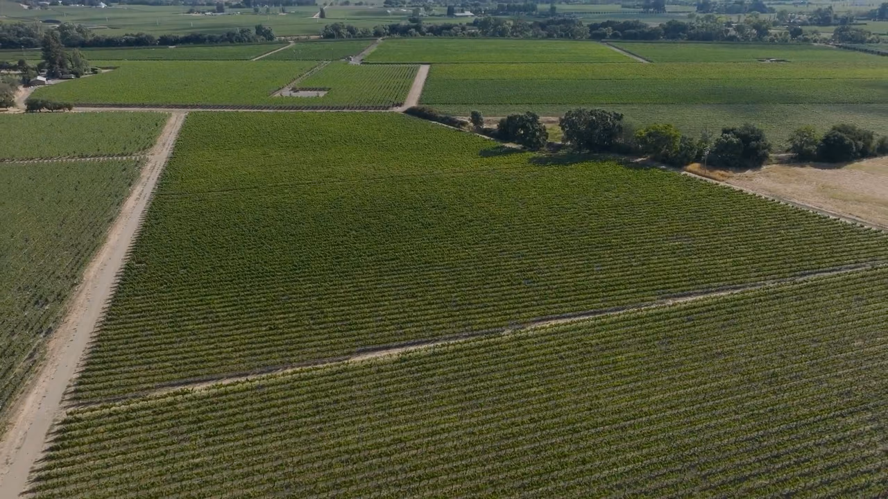 Aerial view of rows of grapevines in a vineyard, divided by dirt roads, with trees along the edge