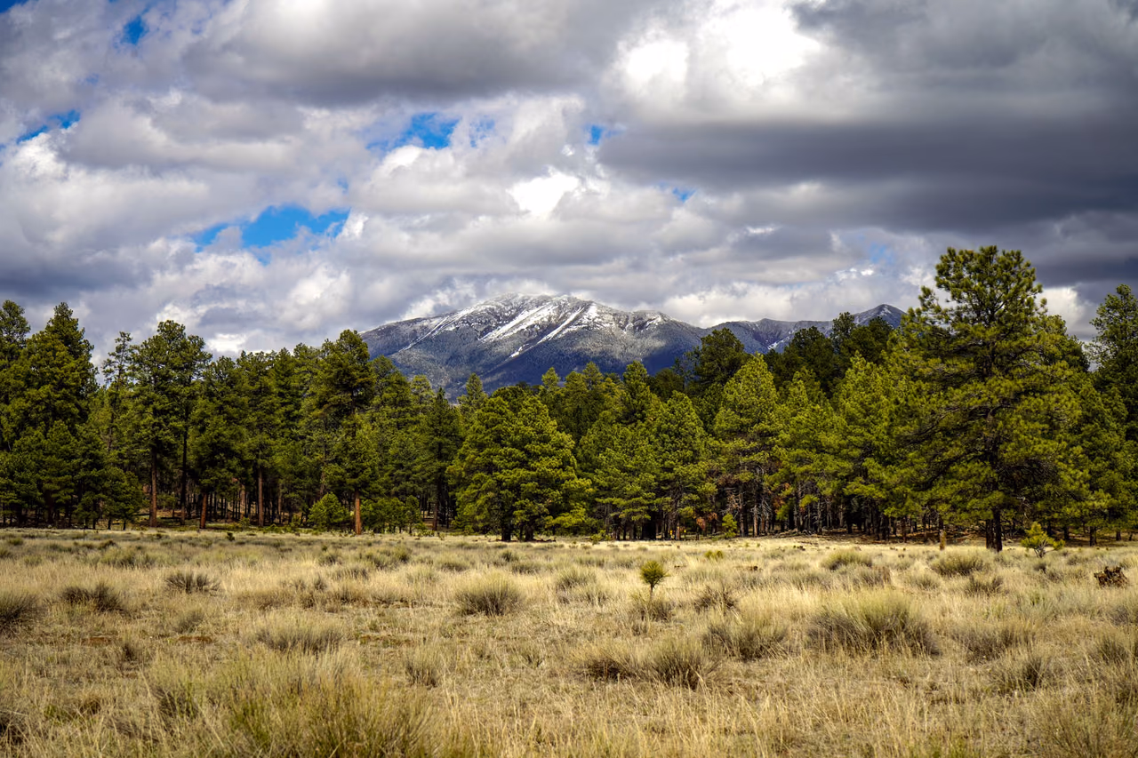 Snow-capped San Francisco Peaks rising above a ponderosa pine forest and a grassy meadow near Flagstaff, Arizona, under a cloudy sky