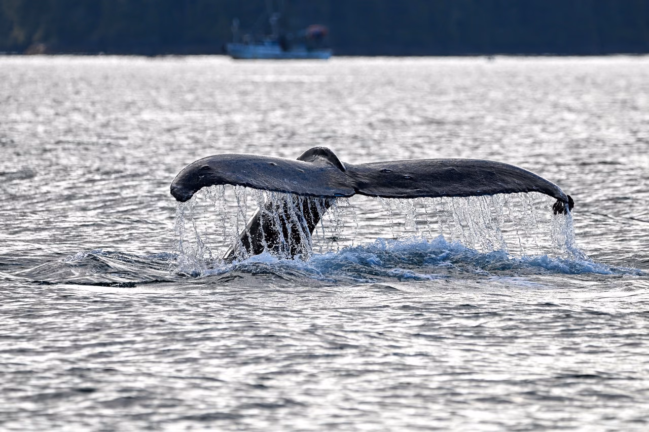 A humpback whale lifts its tail fluke out of the water near Sitka, Alaska, with a fishing boat in the background