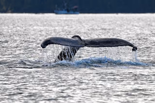 A humpback whale lifts its tail fluke out of the water near Sitka, Alaska, with a fishing boat in the background