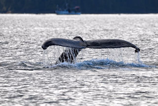 The Best Time to Cruise Alaska: Month by Month From the 2027 Schedules