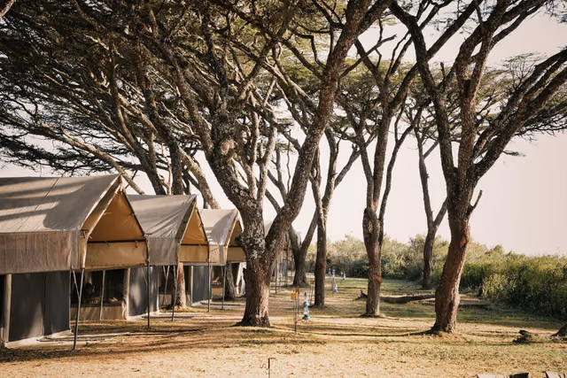 Canvas safari tents set among acacia trees at a tented camp in Tanzania